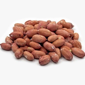 بادام زمینی تازه بهترین کیفیت در قیمت های عمده